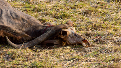 Death and dry body of buffalo laying on the field in hot summer day.