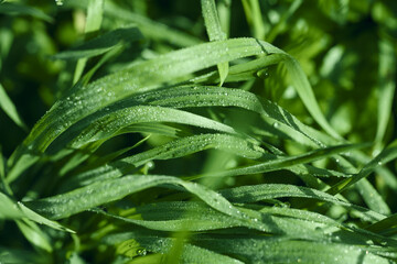 Detail of long fresh green grass with dew drops, colorful spring background
