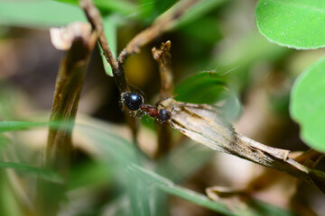 ant on a leaf