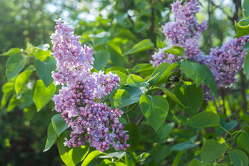 Fototapeta premium Lilac bushes, spring, sunlight