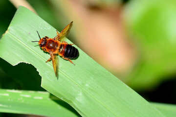 red bug on leaf