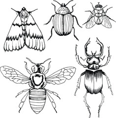 Vector insects: bee, bug, butterfly, colorado beetle, fly. Isolated on white background © iri.art