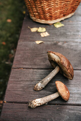 Forest plucked mushrooms lie on a wooden rustic background. Near yellow autumn leaves. In the background is a wicker basket. The autumn atmosphere.