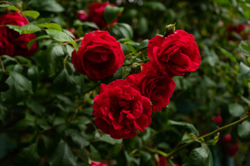 
wild red rose in a park in the Czech Republic