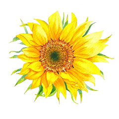 yellow sunflower isolated on white