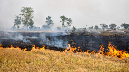 Stubble burning practices performed by the Chhattisgarh farmers.