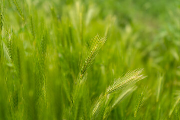 
green grass on the field in the park