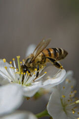 A bee enjoying the nectar on a flower of a plum tree.