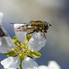 A bee enjoying the nectar on a flower of a plum tree.
