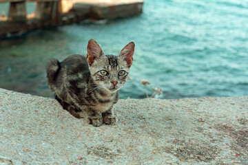 homeless kitten by the sea 