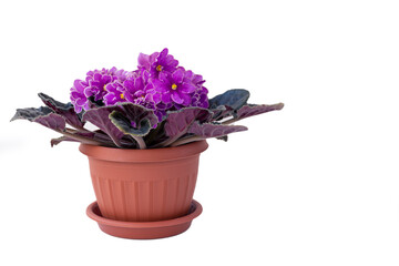 Lush purple violets in a pot. Isolate on white background. Close-up.