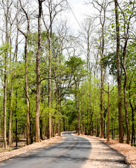Beautiful road cover with trees constructed inside the jungle.