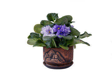 Naklejka na ściany i meble Lush blue violets in a pot. Isolate on white background. Close-up.