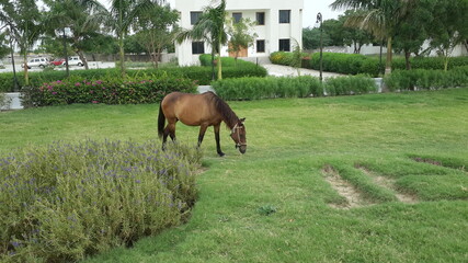 Fototapeta na wymiar Grass eating horse