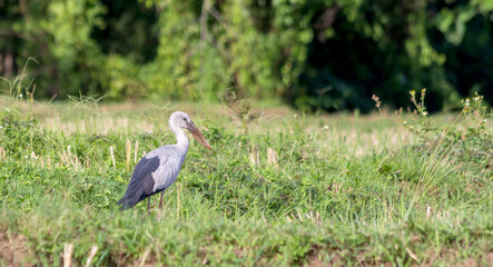 white stork in the grass