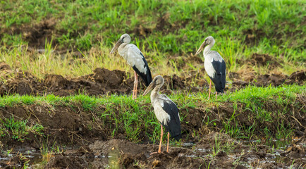 Asian Openbill Standing on green field