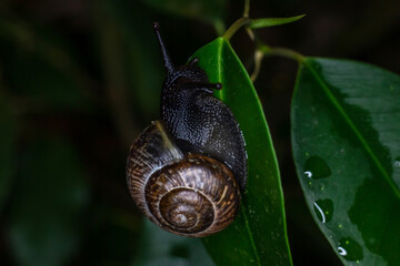 An ordinary earthen garden snail crawls on green leaves after rain, a European snail known as Cornu Aspersum. Macro close up