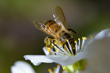 A bee enjoying the nectar on a flower of a plum tree.