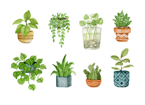 Set of house plants. Watercolor hand drawn