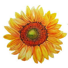 single sunflower on white