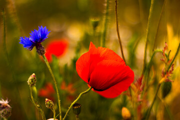 Mohnfeld im Juni bei Neuruppin 