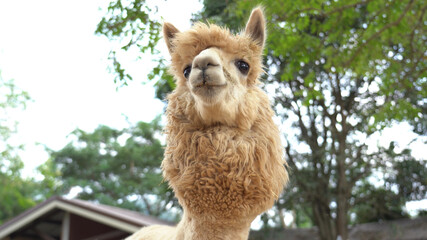Alpaca chewing glass, feeding alpacas