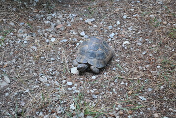 turtle on the beach