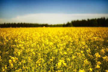 The field of the blossoming rape, beautiful yellow plant meadow
