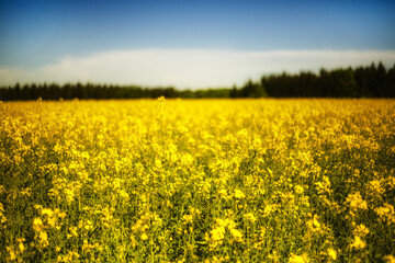 Fototapeta premium The field of the blossoming rape, beautiful yellow plant meadow