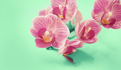 Naklejka na ściany i meble Isolated sweet pink orchid flower over mint green/turquoise background, vintage style