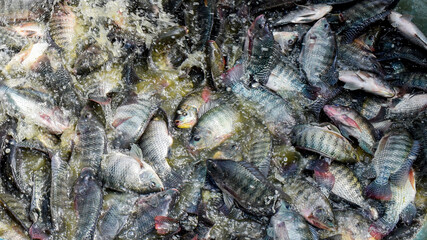 Nile tilapia (Oreochromis niloticus) freshly caught from reservoir.