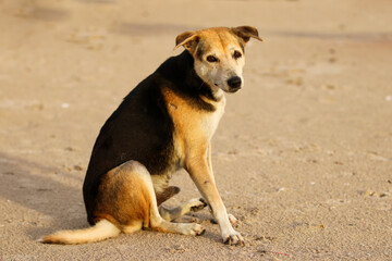 A dog on the beach and background is blurred.