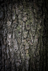 abstract background pattern, wood bark texture of an old tree, dark moody forest background