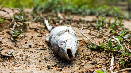 Single dead fish laying on the ground.