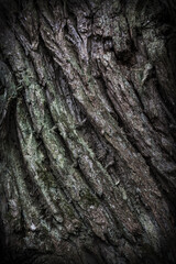 abstract background pattern, wood bark texture of an old tree, dark moody forest background