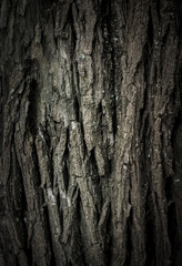 Obraz premium abstract background pattern, wood bark texture of an old tree, dark moody forest background