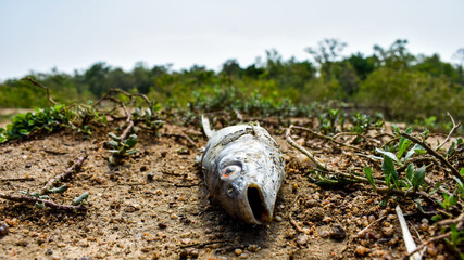 Single dead fish laying on the ground.