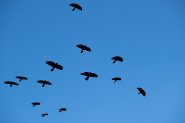 black crows in flight