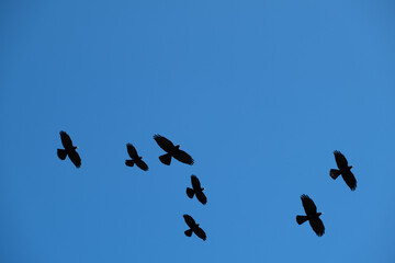 black crows in flight