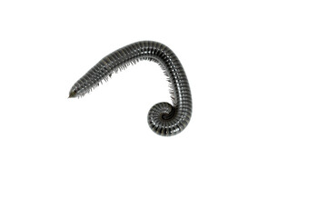 animal millipede on white background