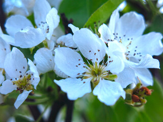 a young Apple tree blooms beautifully with white flowers in the spring in the garden