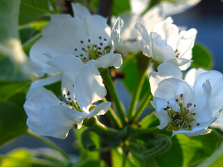 a young Apple tree blooms beautifully with white flowers in the spring in the garden