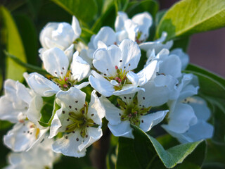 a young Apple tree blooms beautifully with white flowers in the spring in the garden