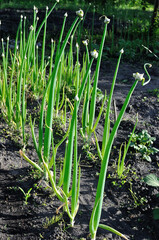 plantation of growing multi-tiered onion in the vegetable garden
