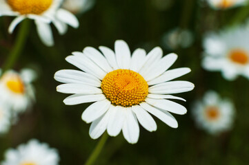 Close-up on a daisy in a meadow (Leucanthemum vulgare)