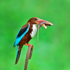 White-throated Kingfisher