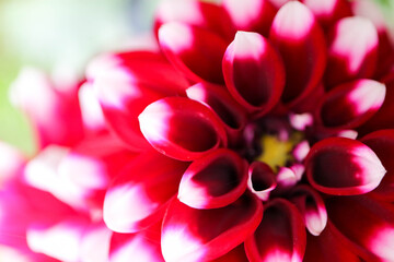 close up of pink and white dahlia flower