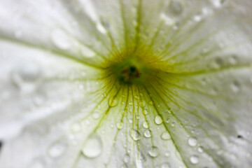 water drops on the white flower and flower core macro view