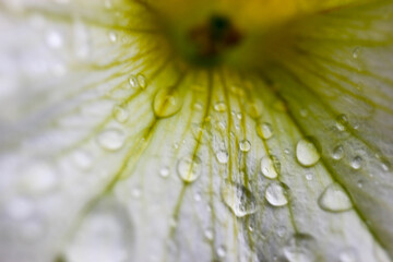 water drops on the white flower and flower core macro view