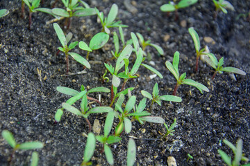 Vegetable garden, greens, sprouts, flowers, young grass, small flowers, chernozem, spring, summer,...